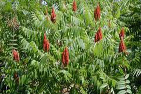 Rhus typhina Rhus typhina