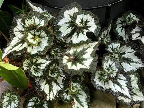 Begonia rex-cultorum \x27Super Curl\x27 Begonia rex-cultorum \x27Super Curl\x27