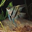 神仙魚屬 神仙魚屬