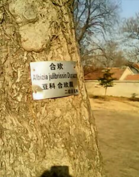 湯王陵墓前百年合歡樹