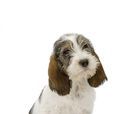 藍色加斯科涅格里芬犬(格里芬(原產法國西南部的犬名)) 藍色加斯科涅格里芬犬(格里芬(原產法國西南部的犬名))