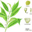 金刀菜(金刀菜) 金刀菜(金刀菜)