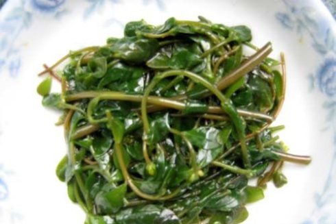 馬齒莧酒