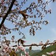 東北山櫻