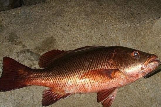 五斑離鰭魚 五斑離鰭魚
