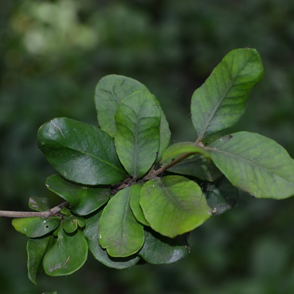 Myrceugenia colchaguensis