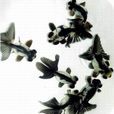 熊貓金魚 熊貓金魚