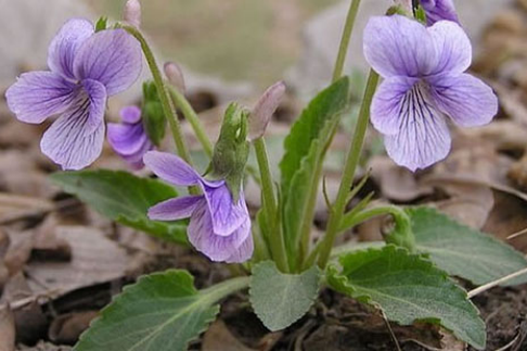 東北堇菜(中藥名) 東北堇菜(中藥名)