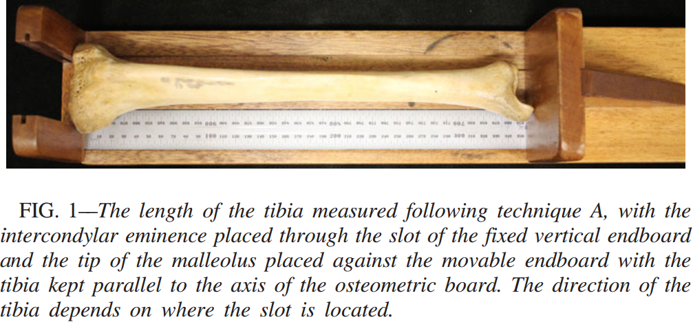 脛骨兩髁長的測量