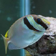 藍帶籃子魚(藍帶狐狸) 藍帶籃子魚(藍帶狐狸)