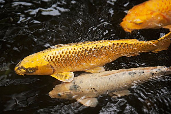 長崎魚銜 長崎魚銜