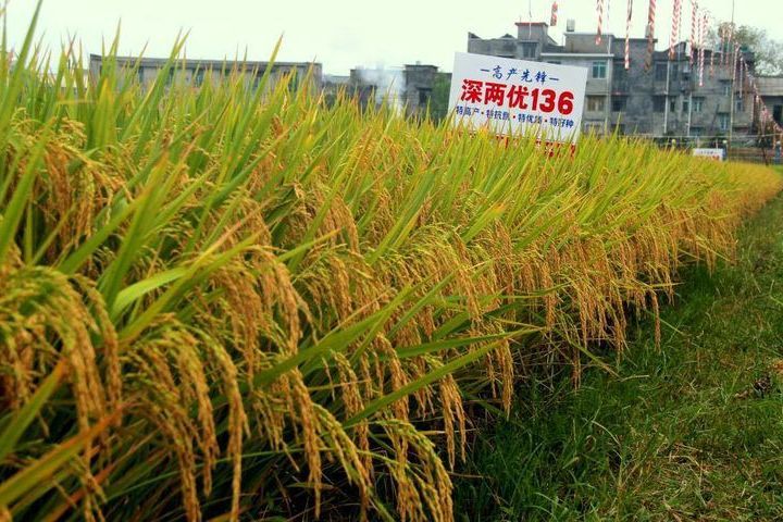 深兩優136 深兩優136