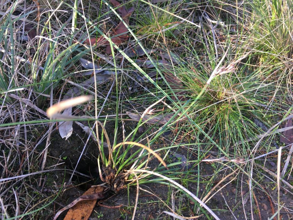 Lepidosperma curtisiae