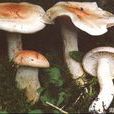變紅蠟傘 變紅蠟傘