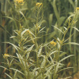 星毛糖芥 星毛糖芥