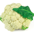 菜花(十字花目十字花科植物)