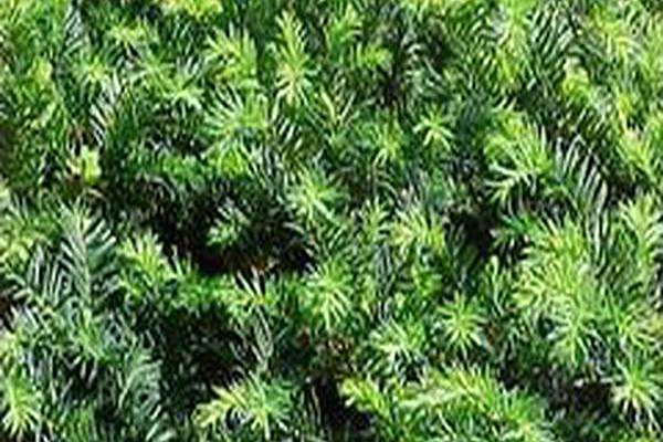 Taxus × media \x27Nigra\x27