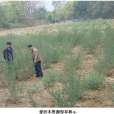 愛沙木 愛沙木