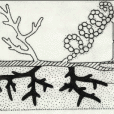 柔毛鏈黴菌