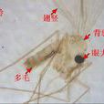 白蛉