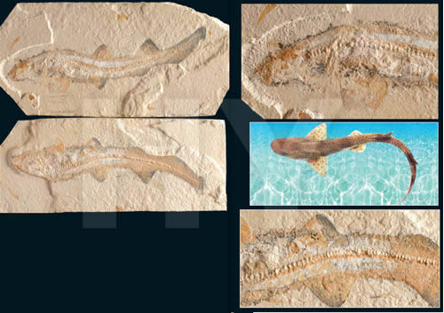 軟骨魚綱化石