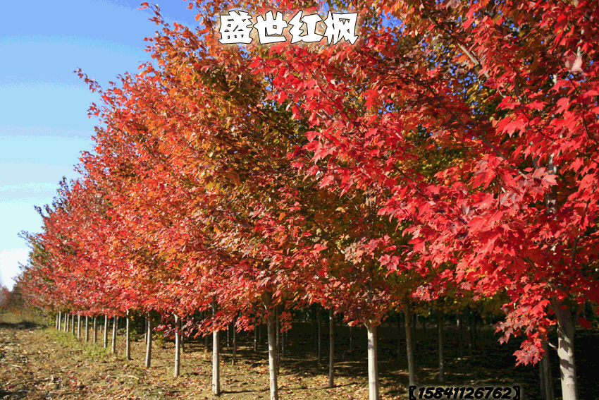 盛世紅楓秋季美景