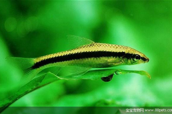 纓魚屬