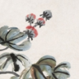 芙蓉草蝦 芙蓉草蝦