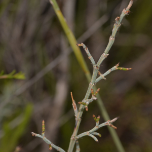 Allocasuarina microstachya