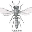 飛蝗黑卵蜂 飛蝗黑卵蜂