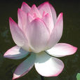 碗蓮花 碗蓮花