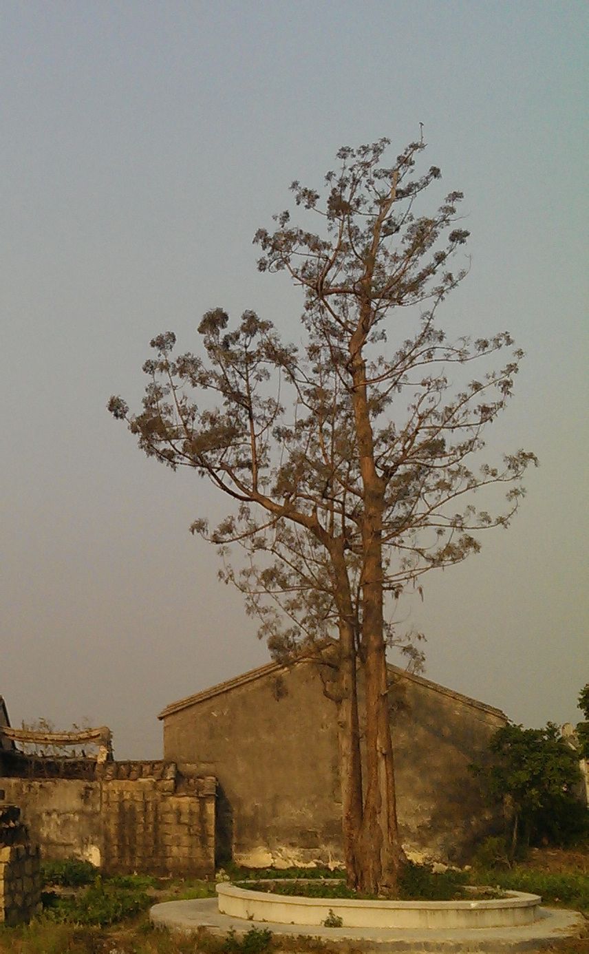 廣東水綿樹