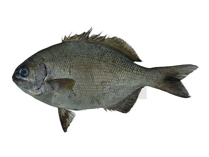 南方舵魚 南方舵魚