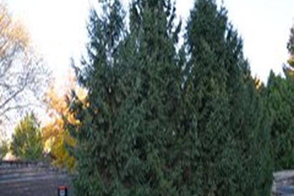 Picea abies Picea abies