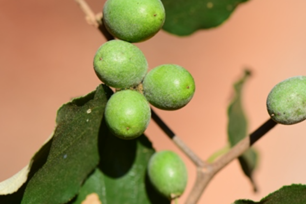 鼠李科