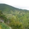 安家坪村(雲南省昭通巧家縣茂租鄉安家坪村) 安家坪村(雲南省昭通巧家縣茂租鄉安家坪村)