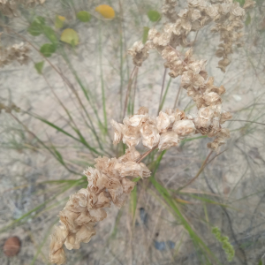 Chascolytrum erectum