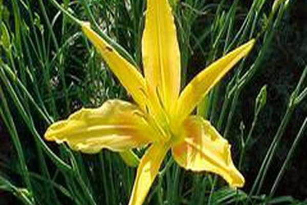 Hemerocallis \x27Autumn Minaret\x27