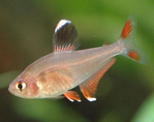 短鰭新燈魚 短鰭新燈魚