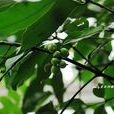 香港茶(常綠喬木) 香港茶(常綠喬木)