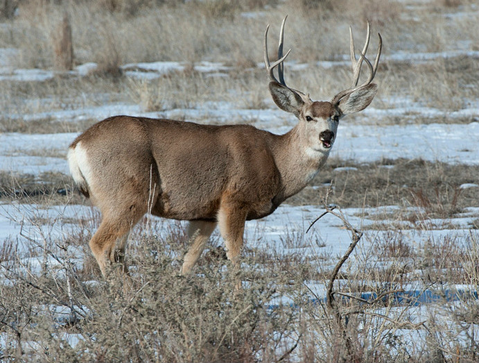 白尾鹿愛達荷州亞種