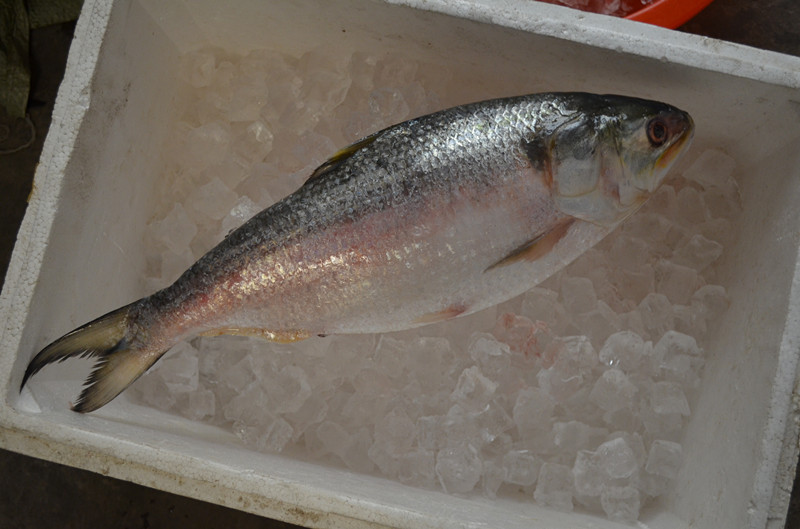 緬甸鰣魚圖片