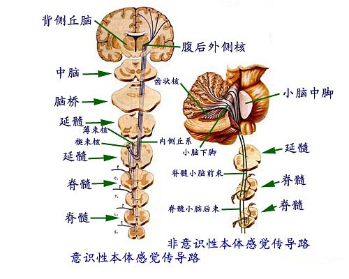 神經中樞系統