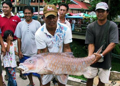 大鱗結魚 大鱗結魚