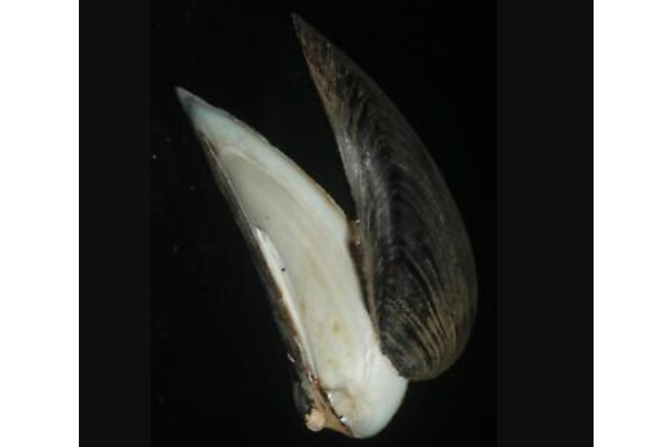 魚尾楔蚌 魚尾楔蚌