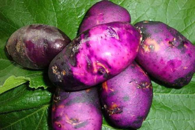 高山有機紫土豆