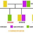 X連鎖 X連鎖