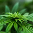 大麻(印度草)