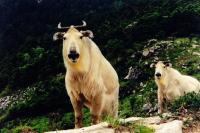 扭角羚—深山中的大型食草動物