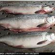 鮭鱒魚養殖技術